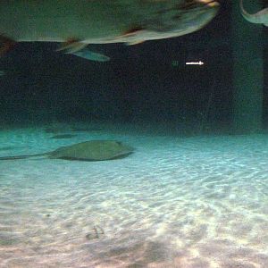 Wings in the Water-Stingray
