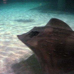 Wings in the Water-Stingray