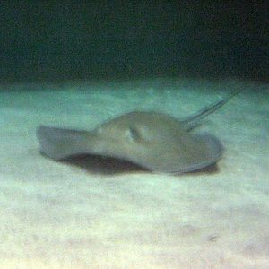 Wings in the Water-Stingray