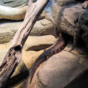 Animal Planet Australia: Wild Extremes-Bearded Dragon (tail), Northern Blue