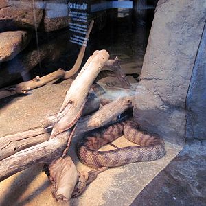 Animal Planet Australia: Wild Extremes-Black-headed Python