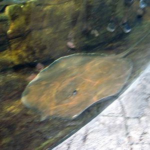 Animal Planet Australia: Wild Extremes-Stingray