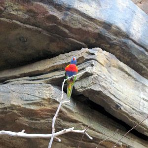 Animal Planet Australia: Wild Extremes-Rainbow Lorikeet