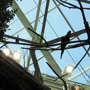 Animal Planet Australia: Wild Extremes-Rainbow Lorikeet