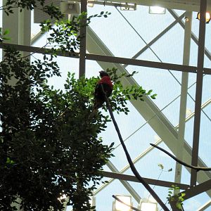 Animal Planet Australia: Wild Extremes-Rainbow Lorikeet