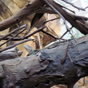 Animal Planet Australia: Wild Extremes-Eastern Water Dragon