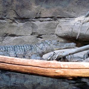 Animal Planet Australia: Wild Extremes-Freshwater Crocodile