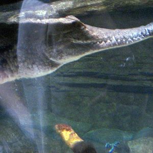 Animal Planet Australia: Wild Extremes-Freshwater Crocodile