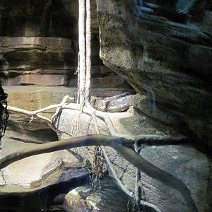 Animal Planet Australia: Wild Extremes-Python