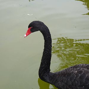 Black Swan