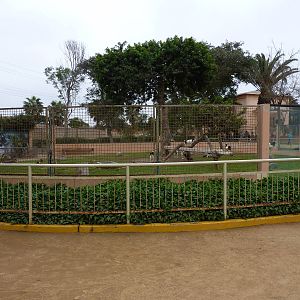 Mara & Nubian Goat enclosure