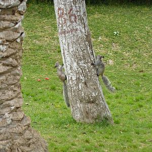 Guayaquil Squirrels hiding from each other