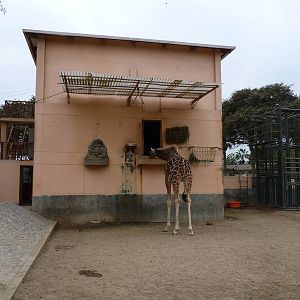Giraffe house