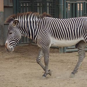 Grevy's Zebra