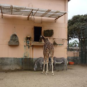 Giraffe and zebras