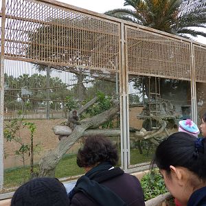 Rhesus macaque enclosure