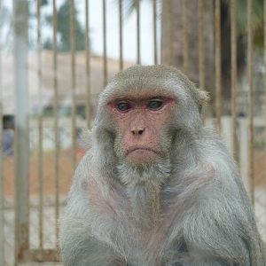Rhesus macaque