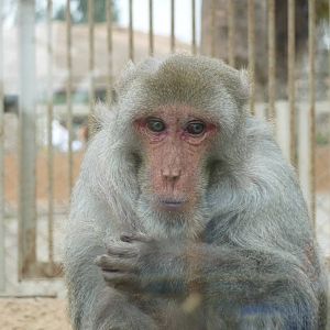 Rhesus macaque