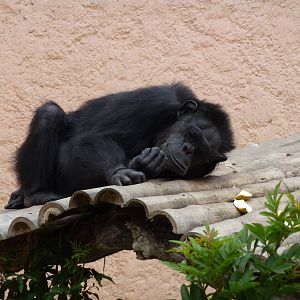 Chimpanzee
