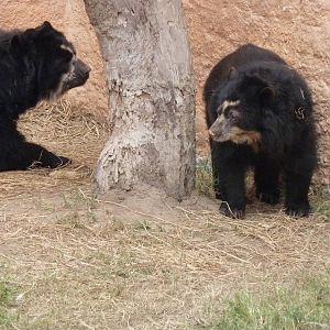 Spectacled Bears