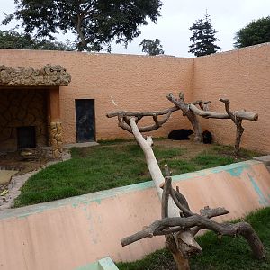 Spectacled Bear enclosure