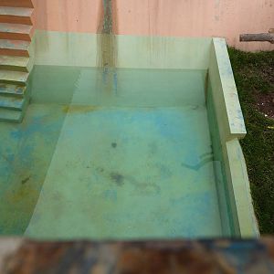 Spectacled Bear pool