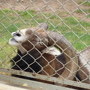 European Mouflon