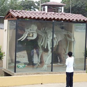 Elephant skeleton