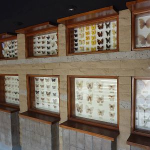 Butterfly collection