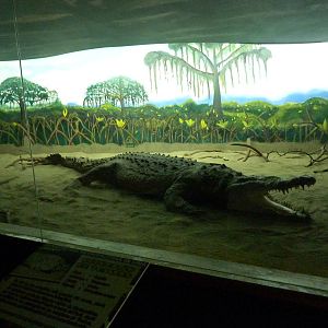 Crocodile diorama