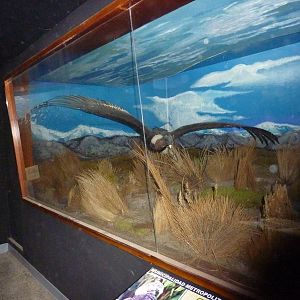 Condor diorama