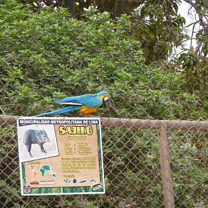 Macaw on peccaries' fence