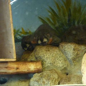 Black-headed Night Monkeys