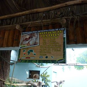 Two-toed sloth sign