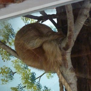 Two-toed sloth