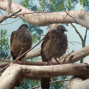 Speckled Chachalacas