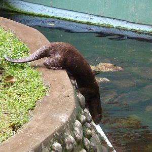 Neotropical River Otter