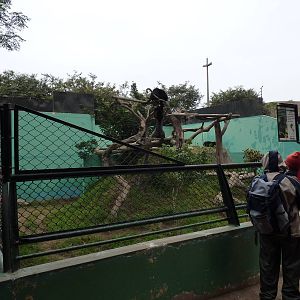 Black jaguar enclosure