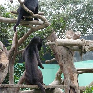 Black jaguars
