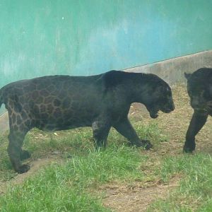Black jaguars