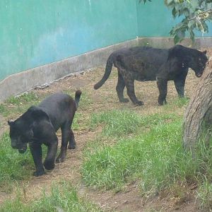 Black jaguars