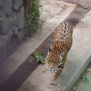 Jaguar