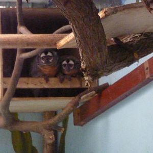 Nancy Ma's Night Monkeys