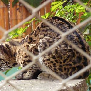 Margay