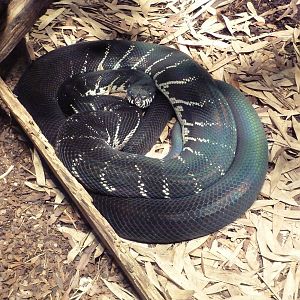 Aquarium/Reptile Complex - Boelen's Python
