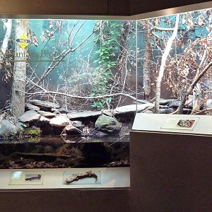 Aquarium/Reptile Complex - Hellbender/Timber Rattlesnake Exhibit