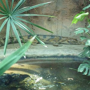 Aquarium/Reptile Complex - Tomistoma