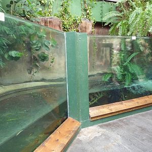 Aquarium/Reptile Complex - Tomistoma Exhibit