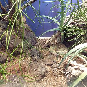 Aquarium/Reptile Complex - Aruba Island Rattlesnake Exhibit
