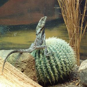 Aquarium/Reptile Complex - Frilled Lizard